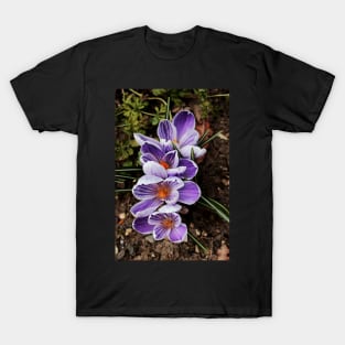 crocuses lined up T-Shirt